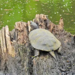 Northwestern Pond Turtle thumbnail 4