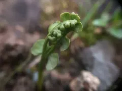 scalloped moonwort thumbnail 2
