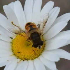 Common Drone Fly thumbnail 3