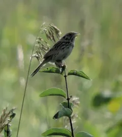 Henslow's Sparrow thumbnail 2