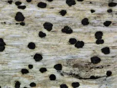 Arthonia vinosa thumbnail 2