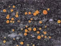 Boreal Tree Firedot thumbnail 2