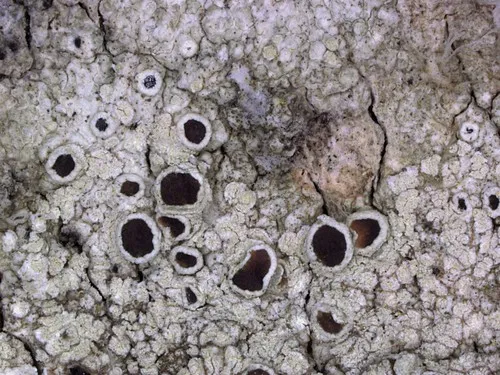 Lecanora impudens