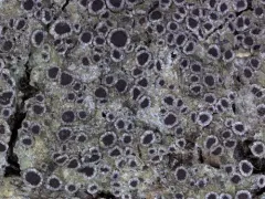 Scaly Pepper-spore Lichen thumbnail 3