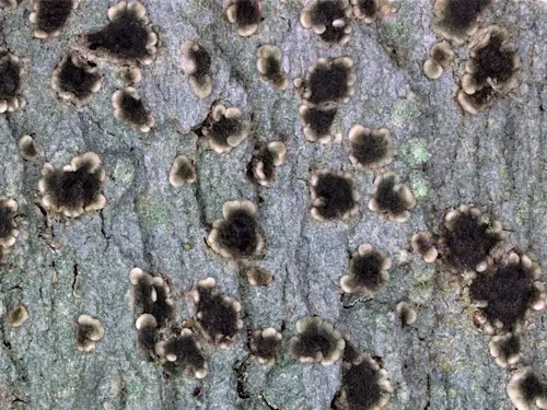 Trapeliopsis pseudogranulosa