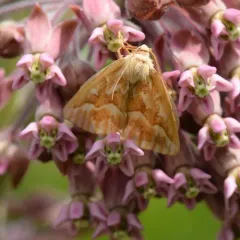 Northern Pine Looper Moth thumbnail 3