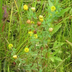 large hop clover thumbnail 4