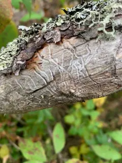 Eastern Larch Beetle thumbnail 3