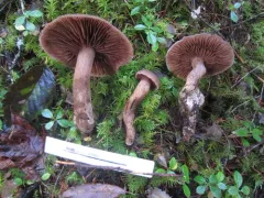 Cortinarius cacaocolor thumbnail 3