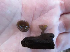 Peziza oliviae thumbnail 2