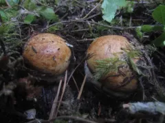Phlegmacium inexspectatum thumbnail 2