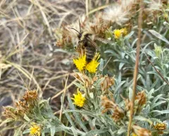 Wyoming goldenbush thumbnail 2
