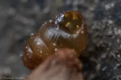 Vertigo rowellii thumbnail 2