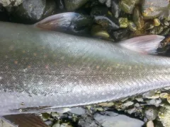 Dolly Varden thumbnail 4