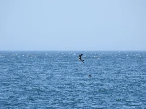 Sooty Tern
