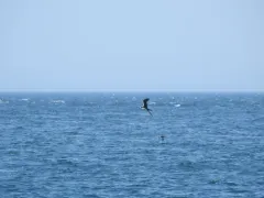 Sooty Tern thumbnail 1