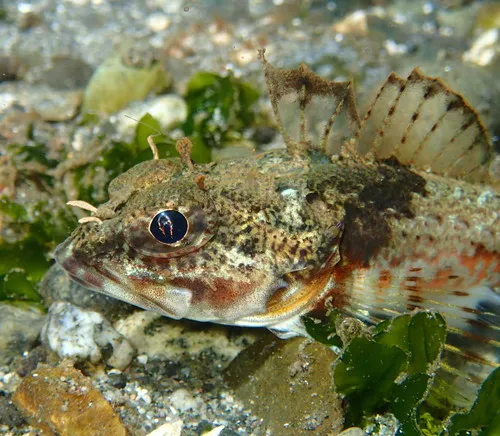 Roughback Sculpin