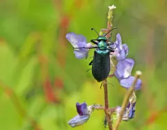 Lytta cyanipennis thumbnail 3