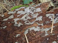 Menispora glauca thumbnail 2