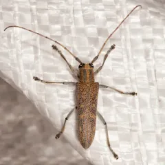Poplar Borer thumbnail 3