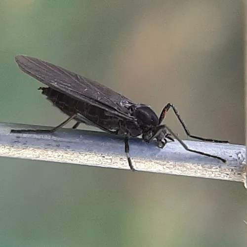 Penthetria heteroptera