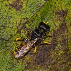 Large Ectemnius thumbnail 1