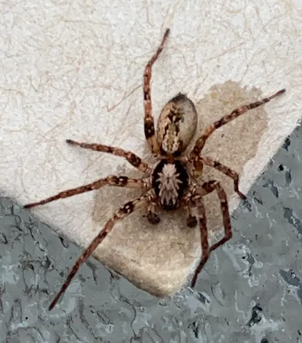 Anyphaena aperta