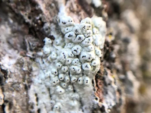 Branch Bumps