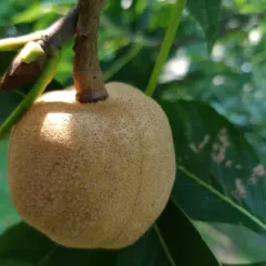Ohio buckeye thumbnail 2