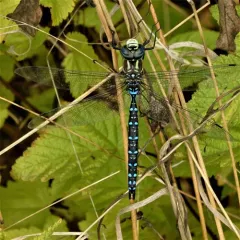 Paddle-tailed Darner thumbnail 3