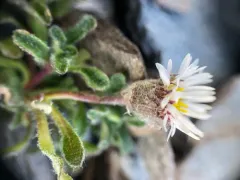 Woolly Fleabane thumbnail 4