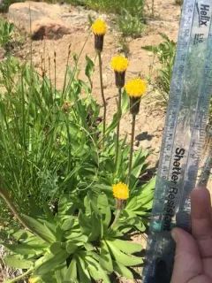 stem raillardella thumbnail 4