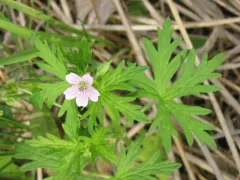 Northern Cranesbill thumbnail 1