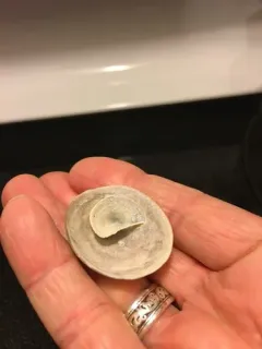 Cup-and-saucer Limpet thumbnail 4