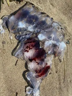 Purple-striped Sea Nettle thumbnail 4