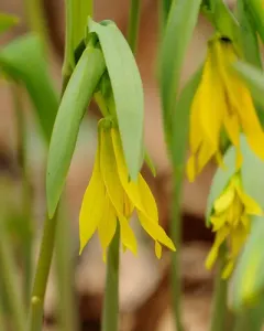 largeflower bellwort thumbnail 2