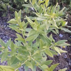 Common Gromwell thumbnail 2