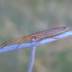Protenor belfragei thumbnail 2