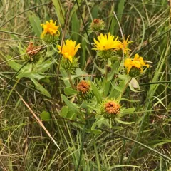 Puget sound gumweed thumbnail 4