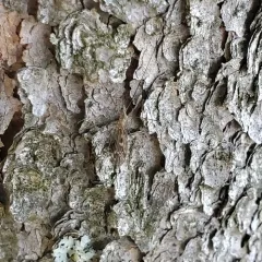 Tipula hermannia thumbnail 2