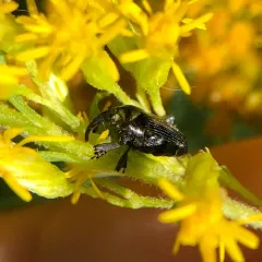 Wavy Flower Weevil thumbnail 2