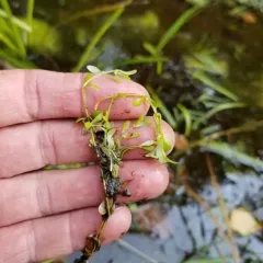 Narrow-fruited Water-starwort thumbnail 4