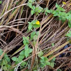 musk monkeyflower thumbnail 2