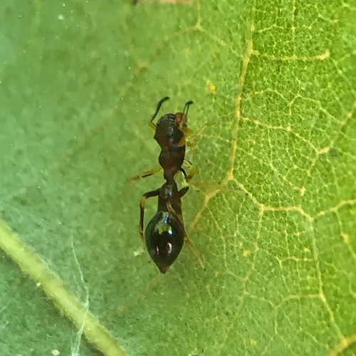 Slender Ant Mimicking Jumping Spider