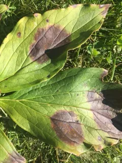 Peony Red Spot thumbnail 2
