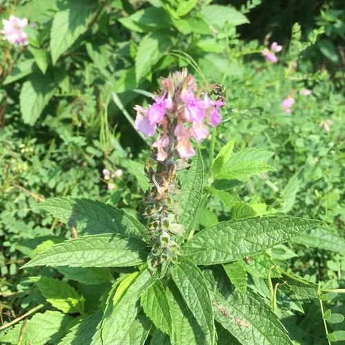 American germander