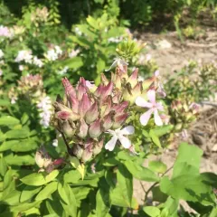 common soapwort thumbnail 1