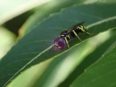 Crossocerus nitidiventris thumbnail 3