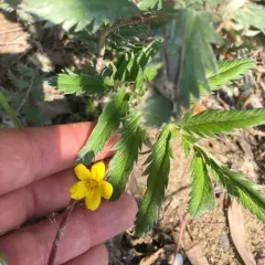 common silverweed thumbnail 2
