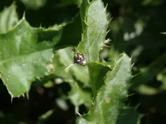 Hadroplontus litura thumbnail 4
